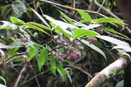 Strobilanthes lupulina T. Anders.的圖片