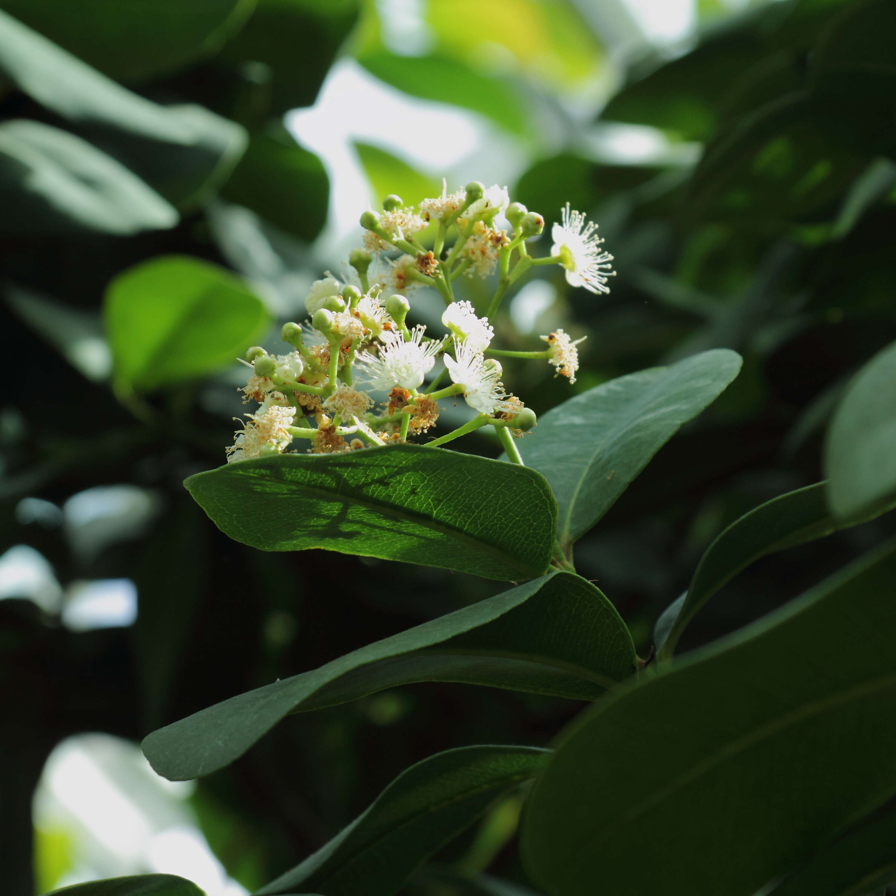 Image of Allspice