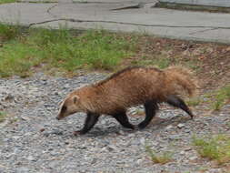 Image of Japanese Badger