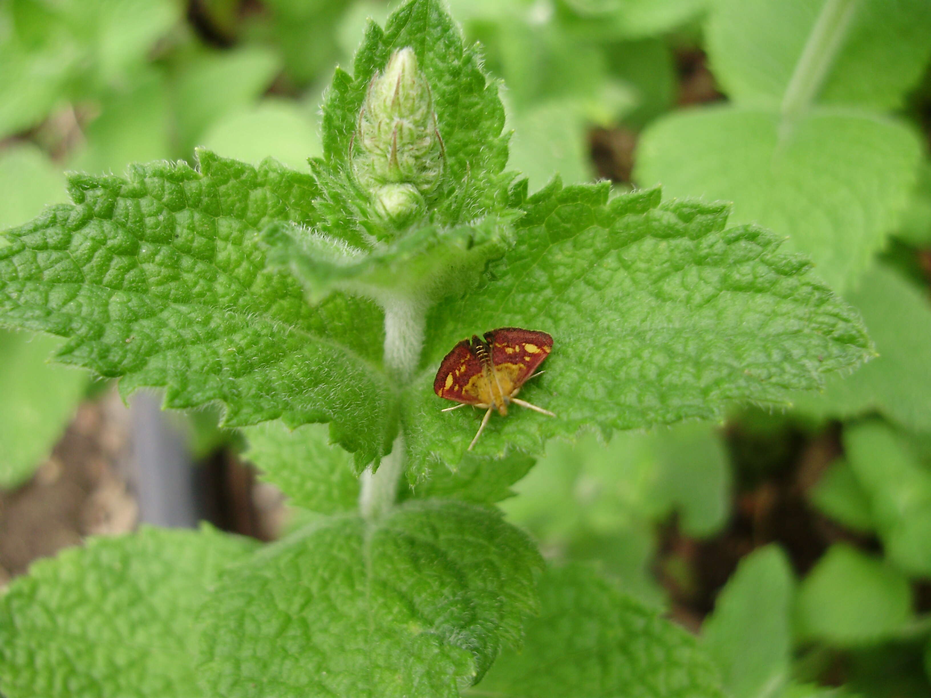 Image of Mint moth