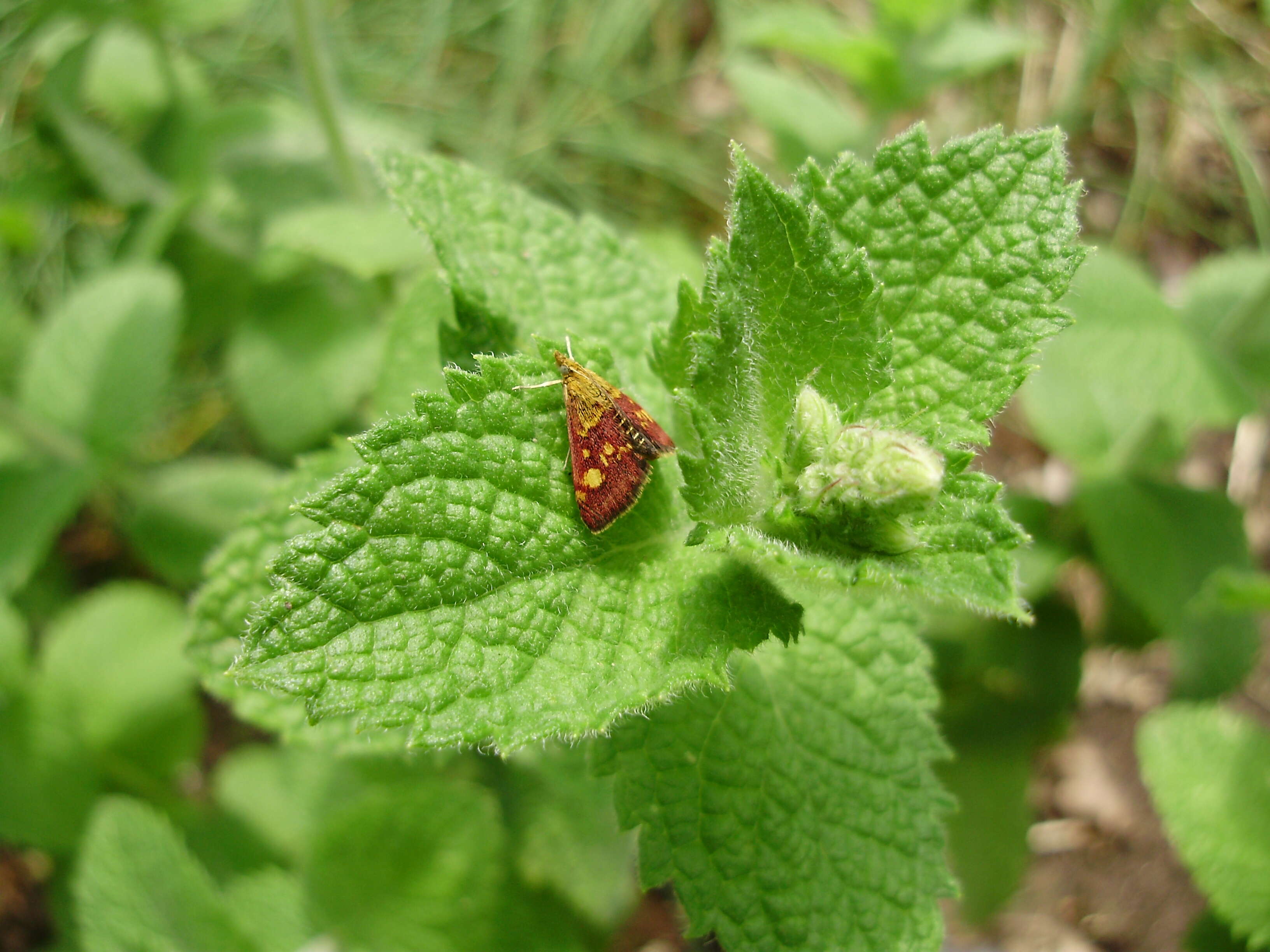 Image of Mint moth