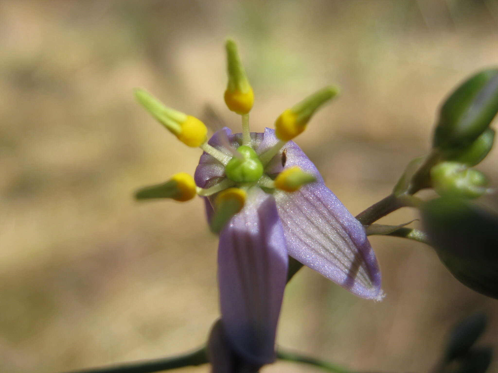 Image of Dianella longifolia var. grandis R. J. F. Hend.