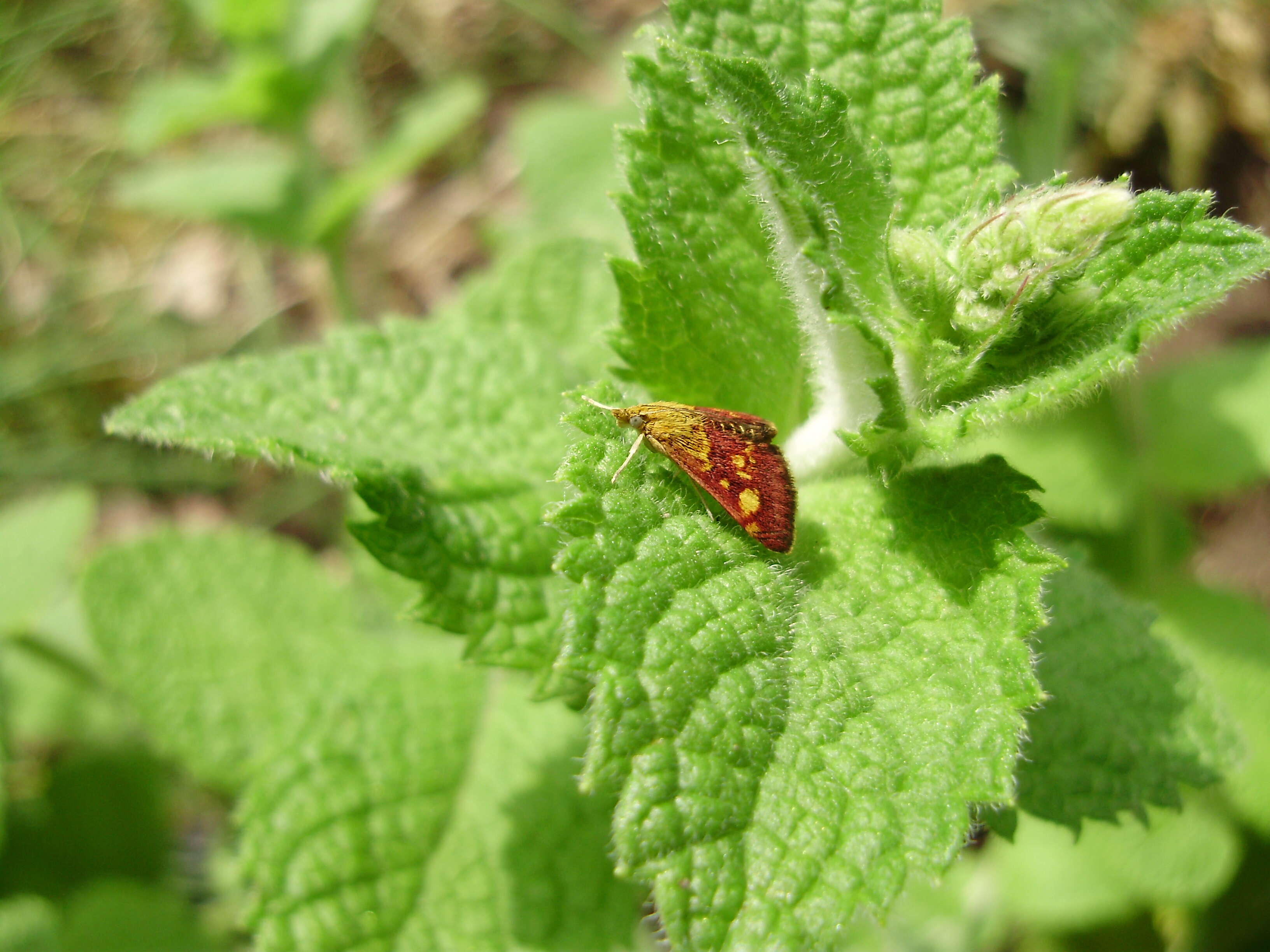 Image of Mint moth