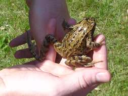 Image of Altai Brown Frog (Altai Mountains Populations)