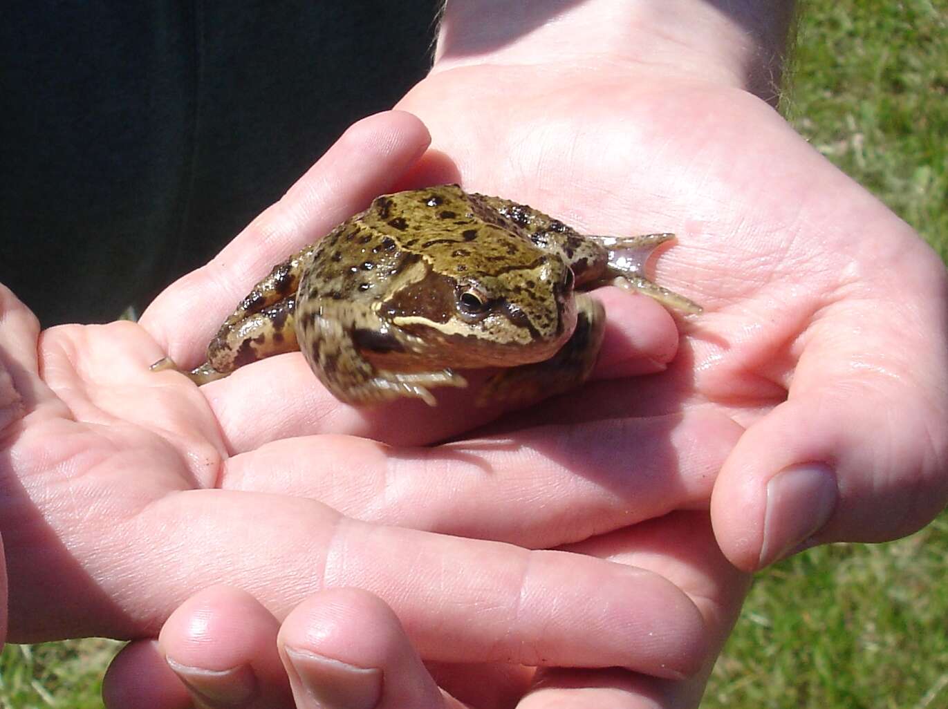 Image of Altai Brown Frog (Altai Mountains Populations)