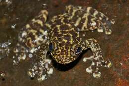 Image of Hong Kong Cascade Frog