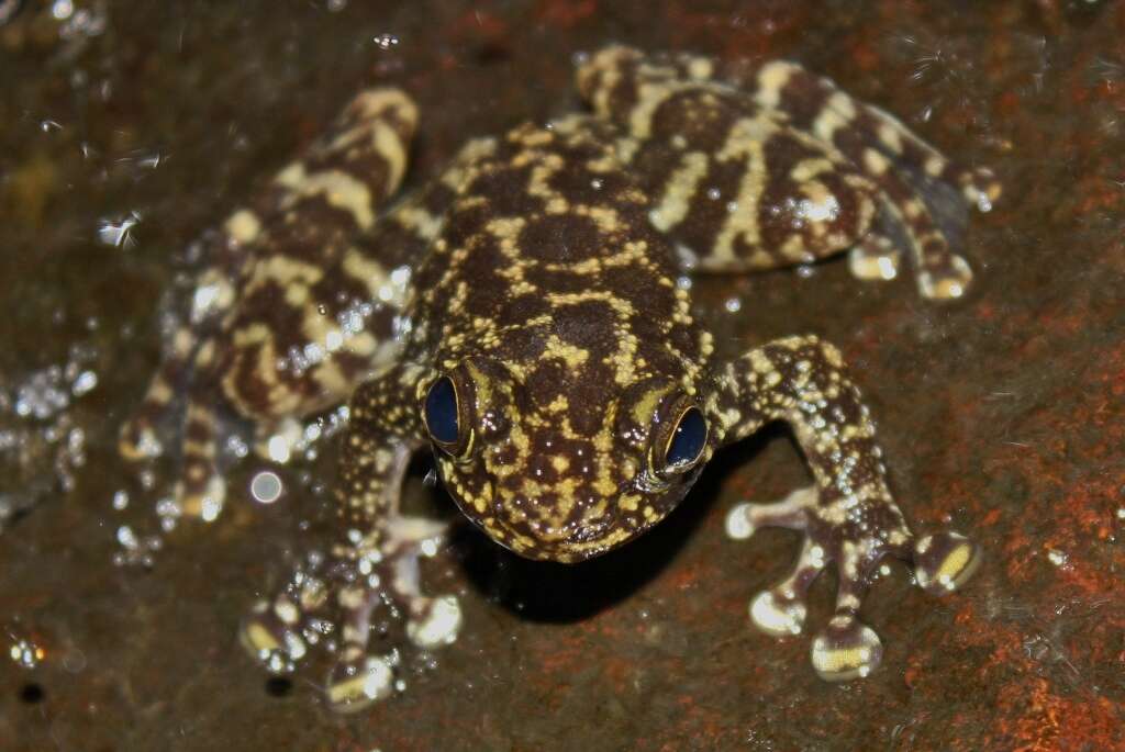 Image of Hong Kong Cascade Frog