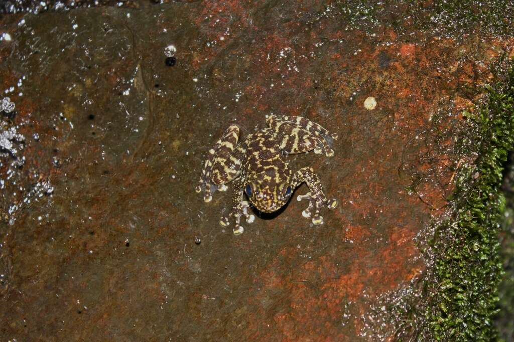 Image of Hong Kong Cascade Frog