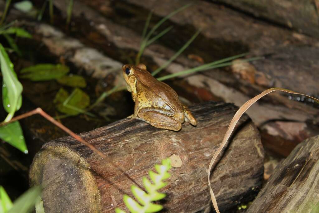 Image of Guenther's Amoy Frog