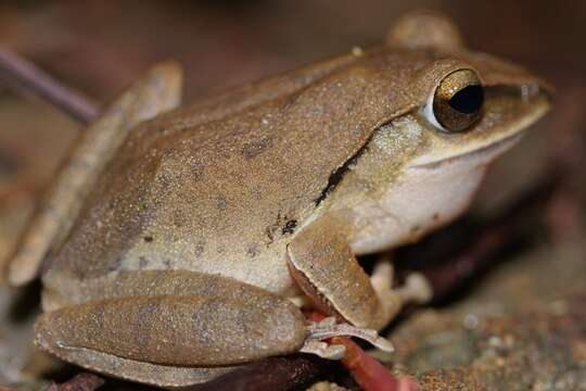 Image of Hong Kong Whipping Frog