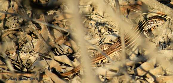 Image of Aspidoscelis gularis gularis (Baird & Girard 1852)