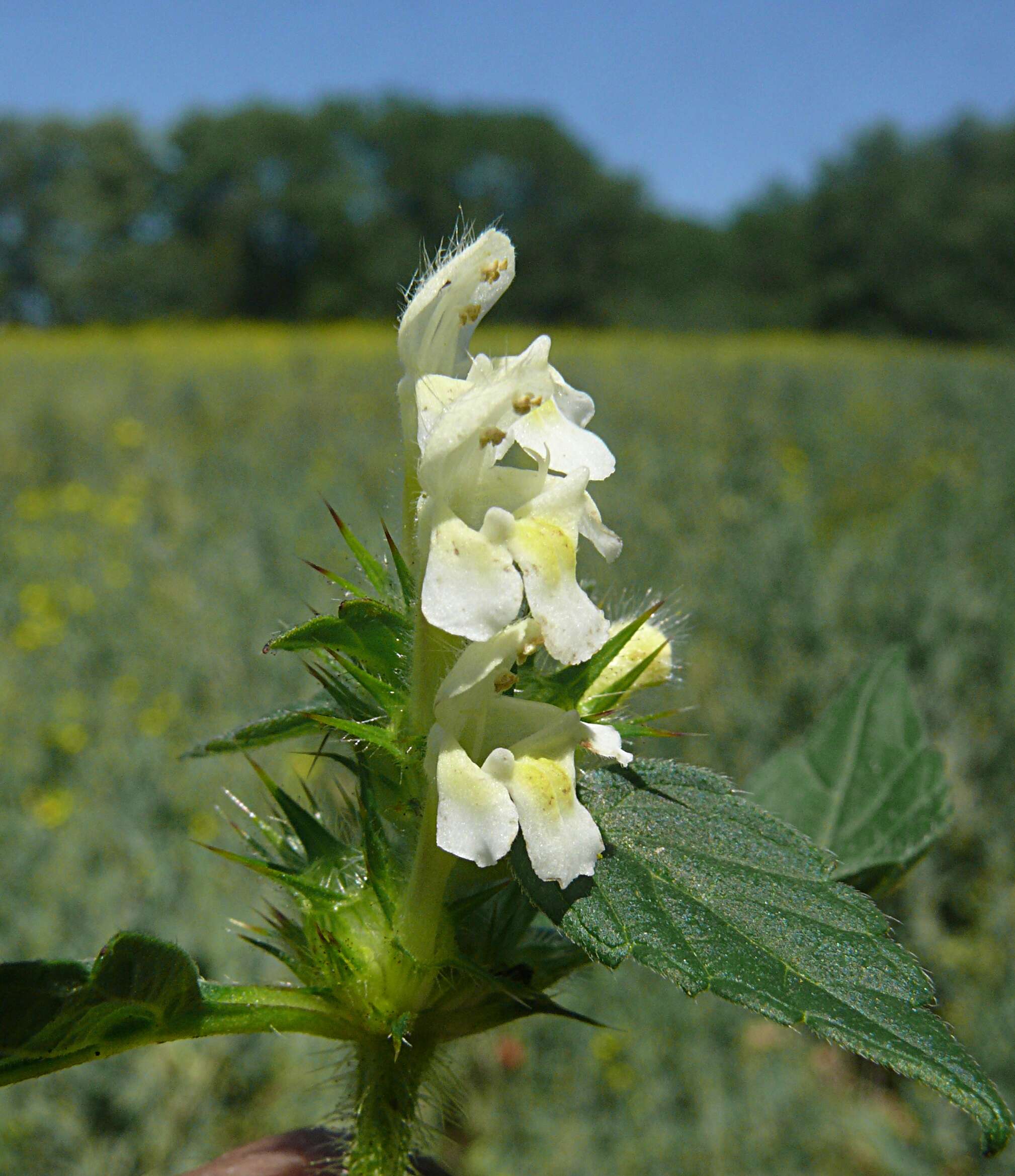 Image of Common hemp nettle