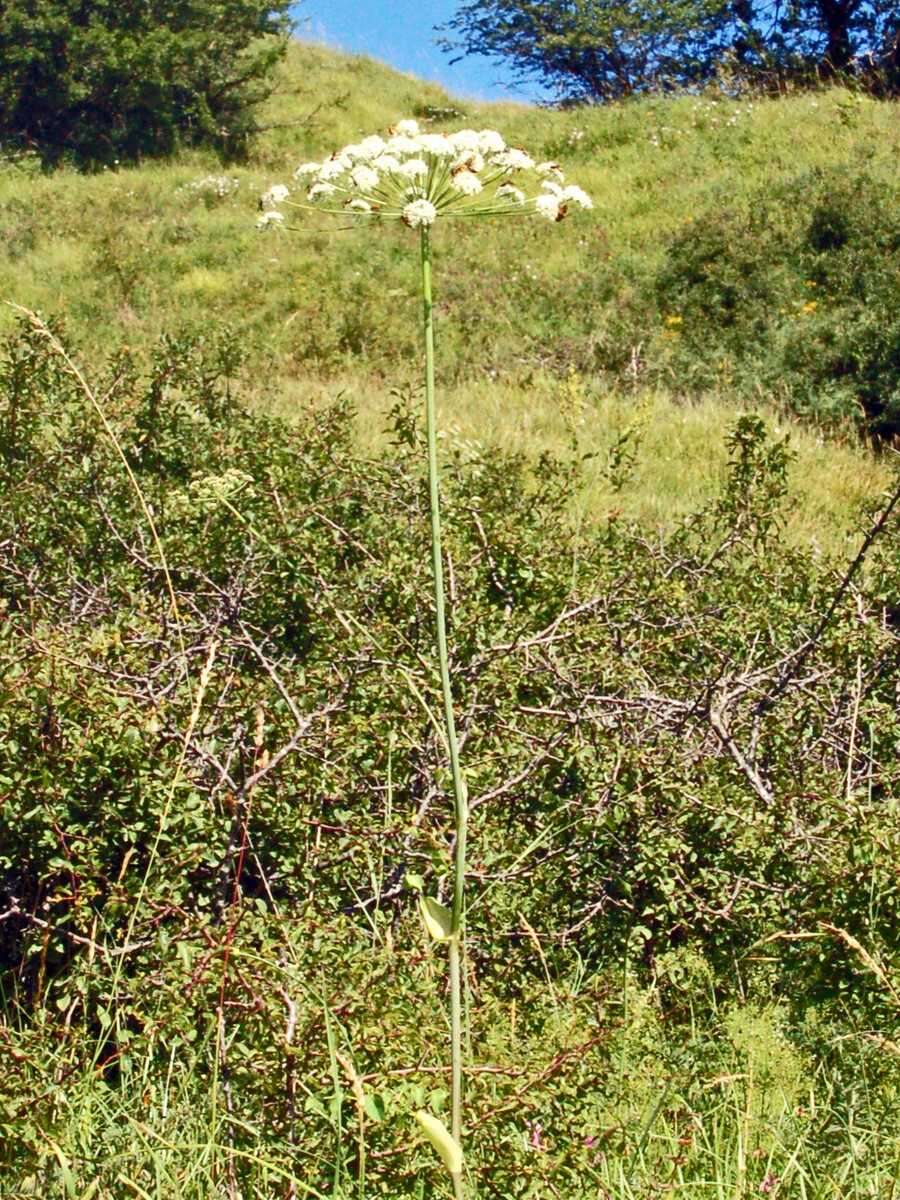 Image of Broad-leaved Sermountain