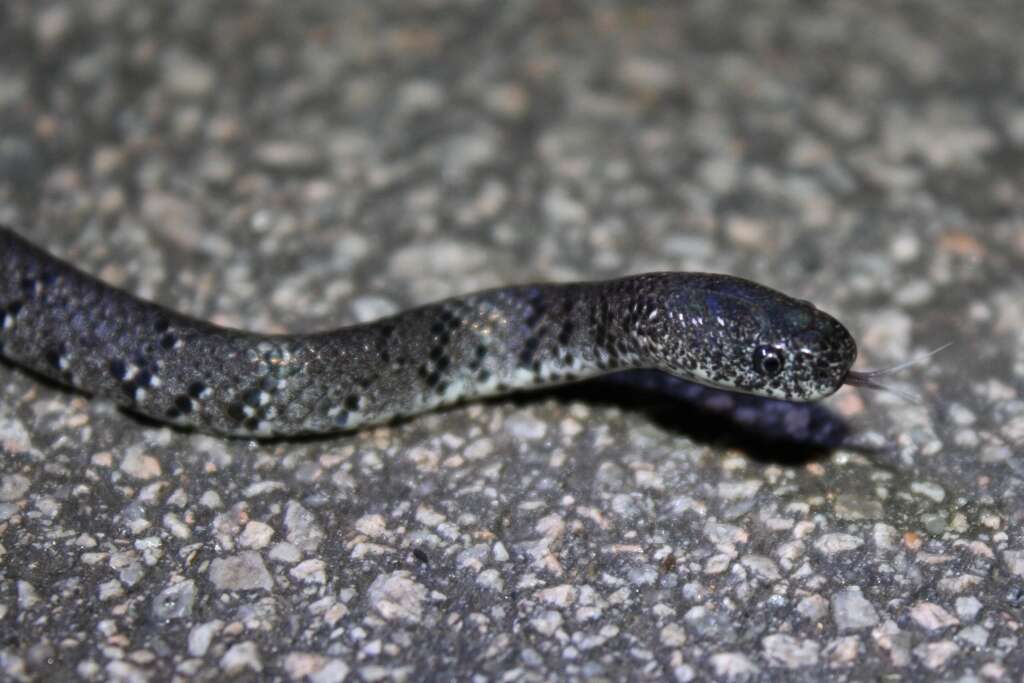 Image of Mountain Slug Snake