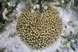 Image of Mushroom coral