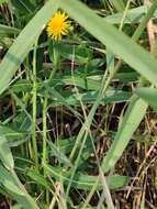 Image de Sonchus brachyotus DC.