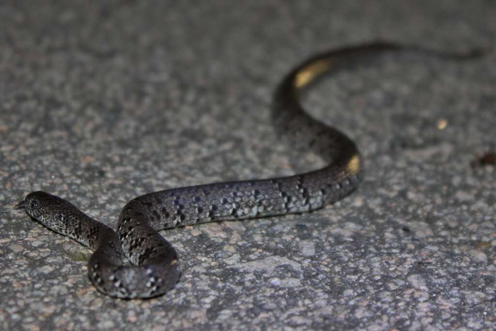 Image of Mountain Slug Snake