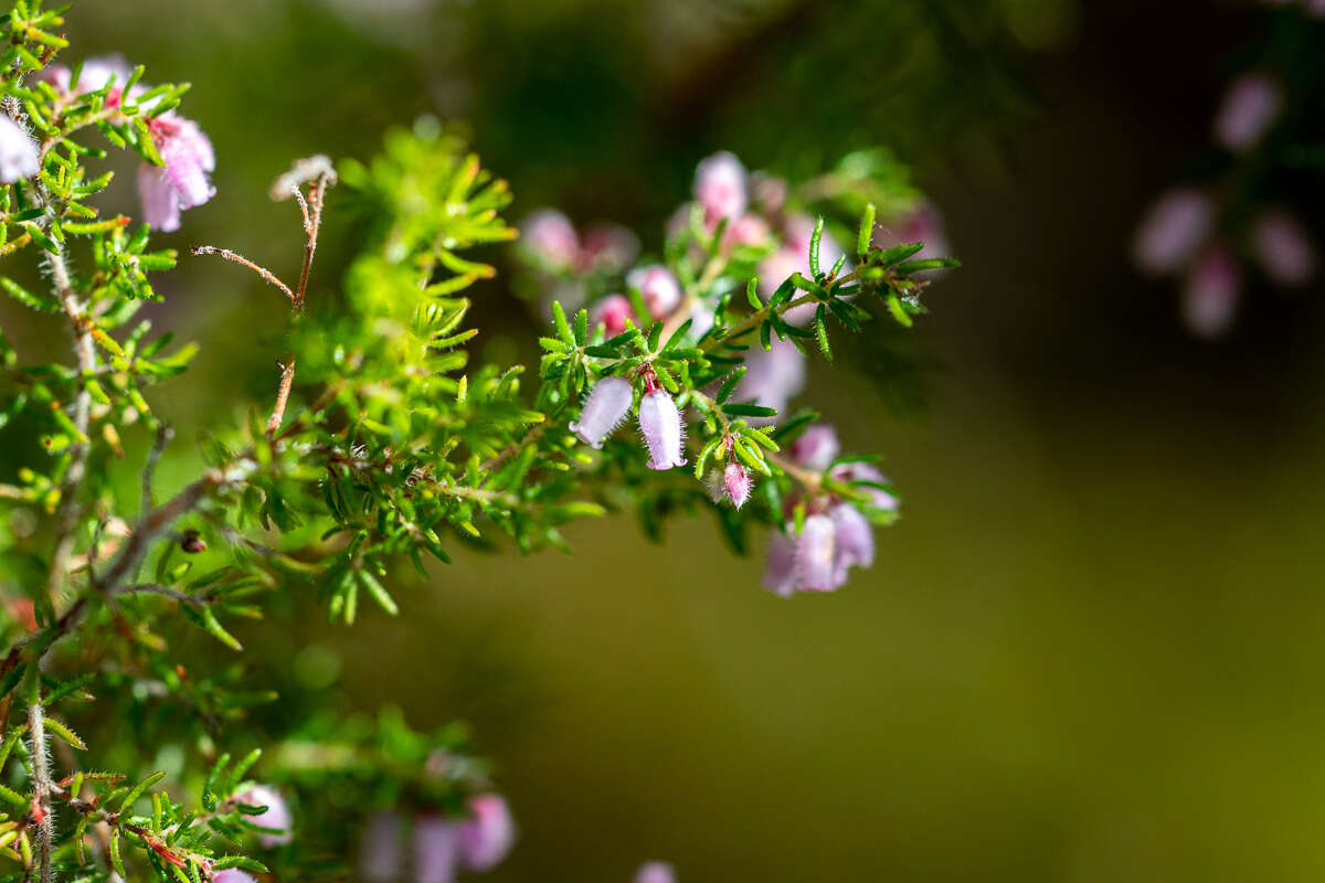 Image of Erica parviflora var. parviflora