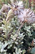 Image of Senecio littoralis Gaud.