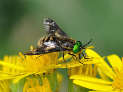 Image of Horse-fly