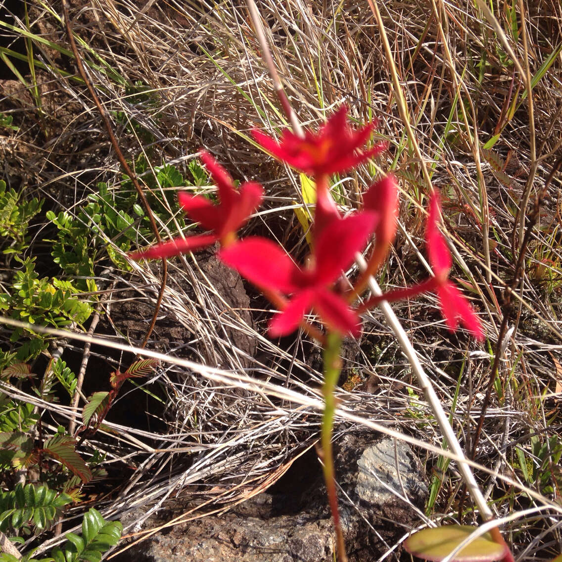 Plancia ëd Epidendrum obrienianum Rolfe