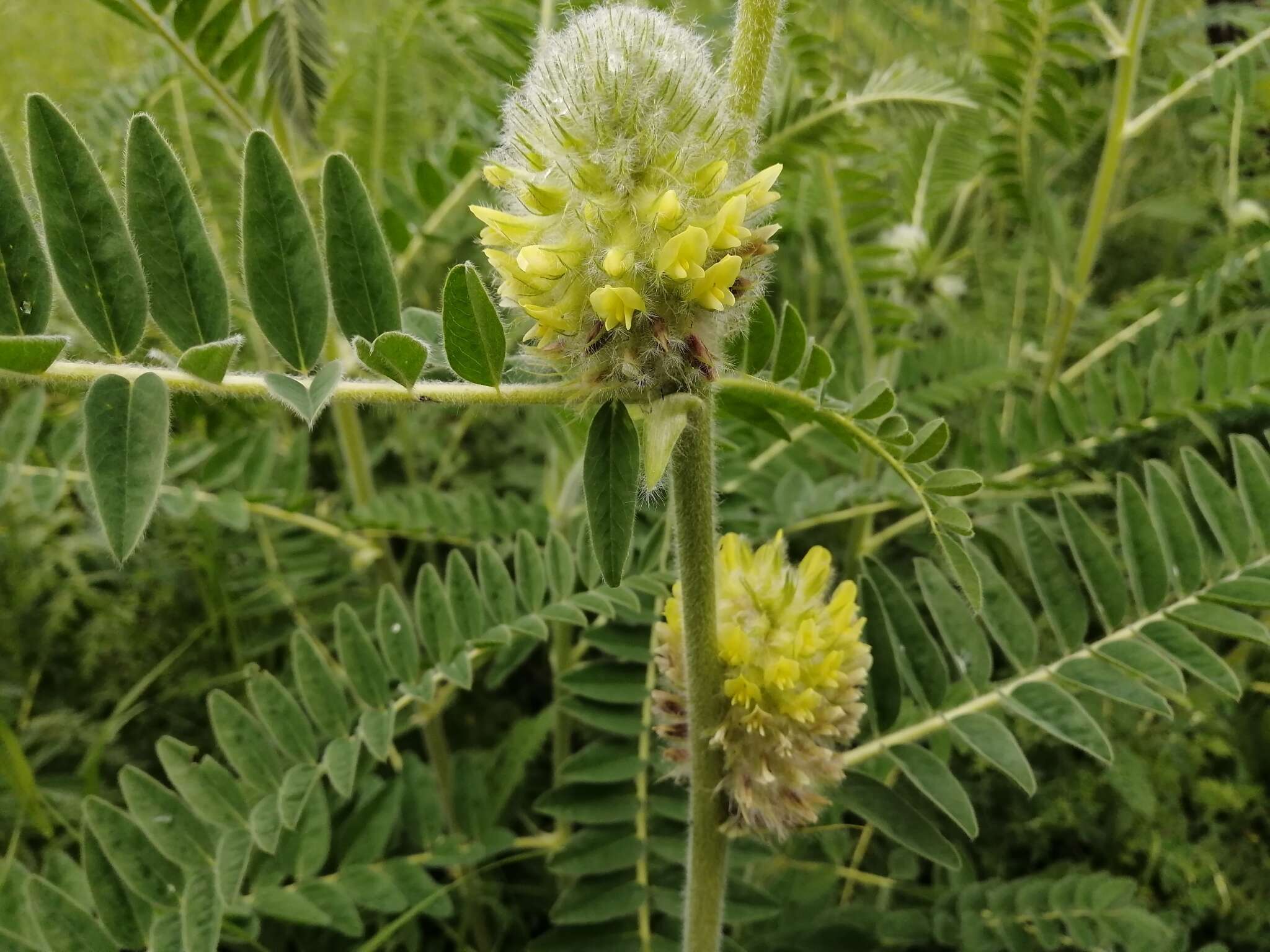 Imagem de Astragalus alopecurus Pall. ex DC.