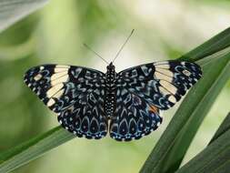 صورة Hamadryas amphinome Linnaeus 1767