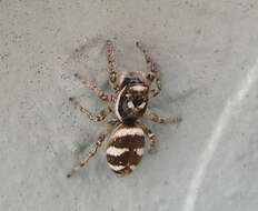 Image of Zebra spider