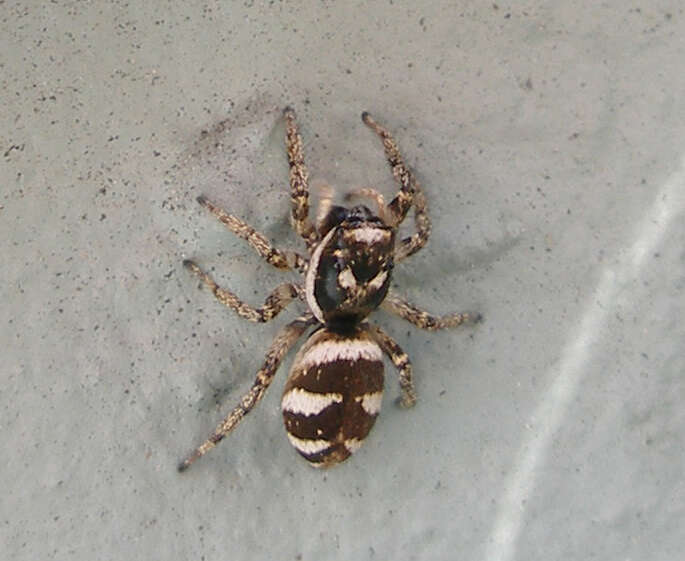 Image of Zebra spider