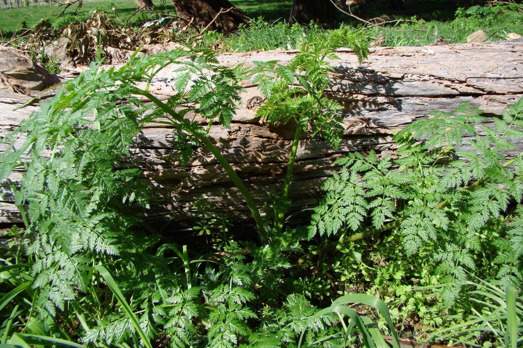 Image of poison hemlock