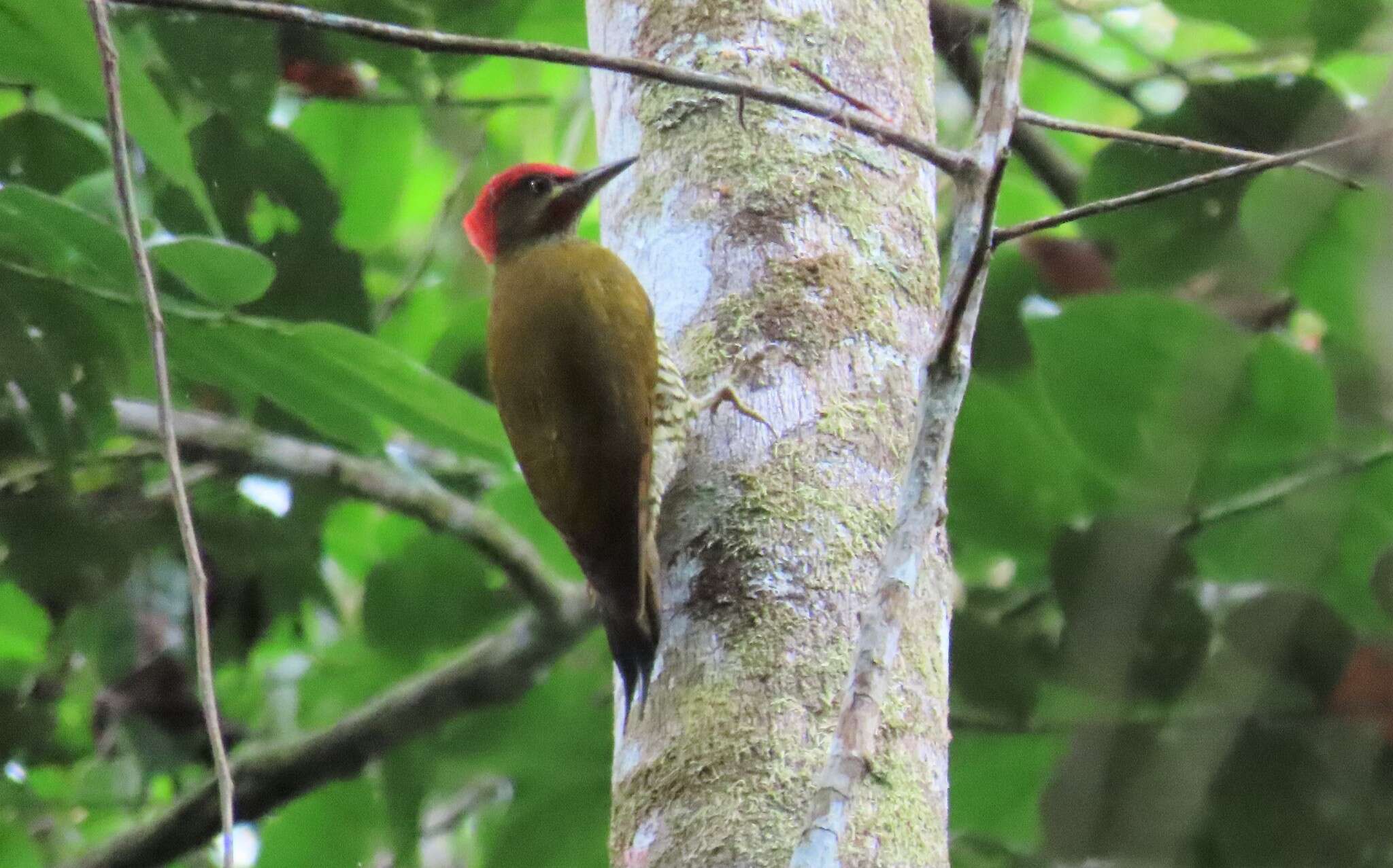 Image of Stripe-cheeked Woodpecker