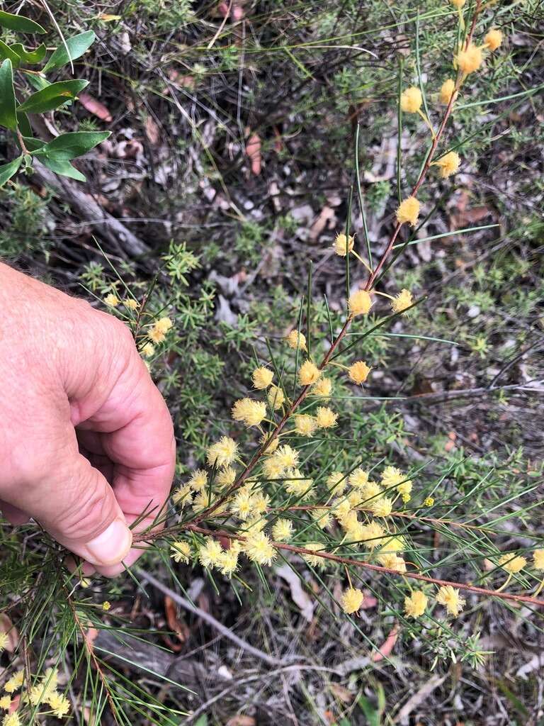 Imagem de Acacia quadrilateralis DC.