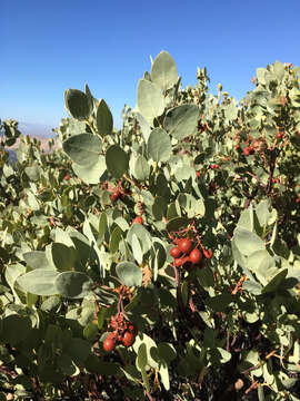 Image of bigberry manzanita