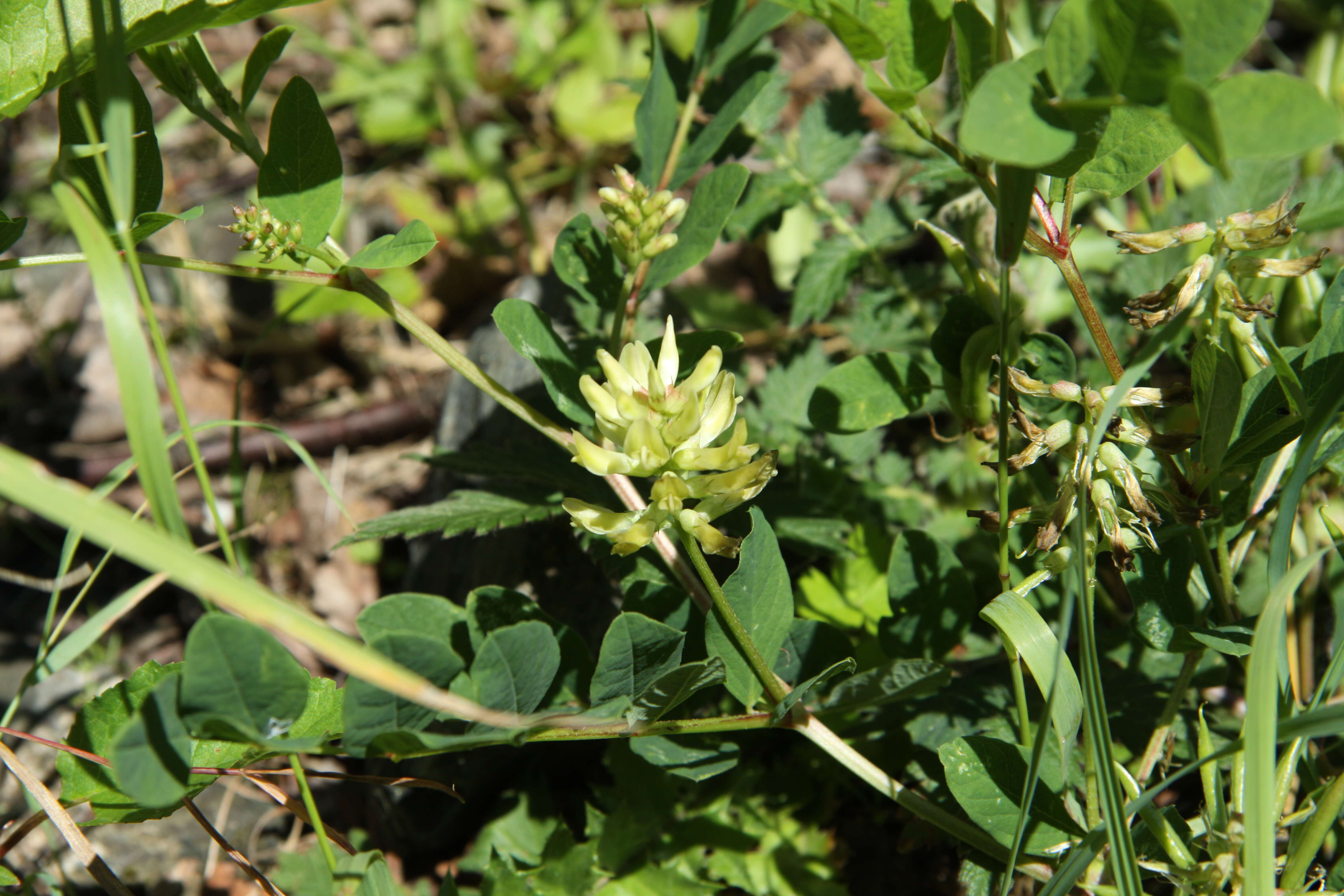 Image of licorice milkvetch