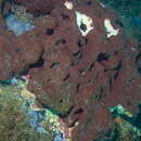 Image of stony sponge