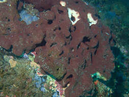 Image of stony sponge
