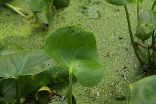 Image of callalily