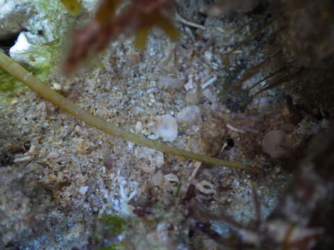 Image of Booth's pipefish