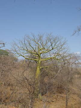 Image de Ceiba trischistandra (A. Gray) Bakhuisen