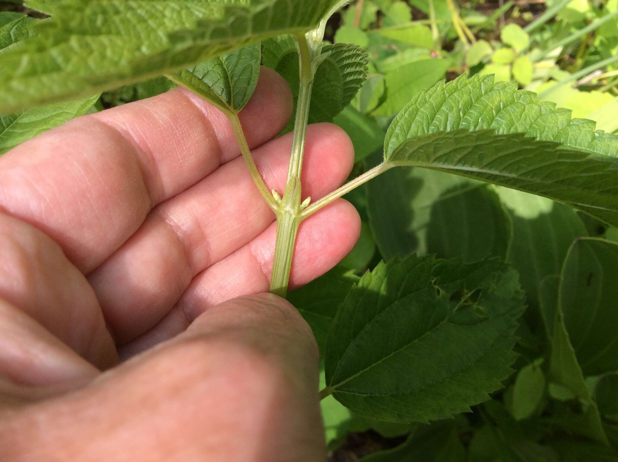 Слика од Boehmeria cylindrica (L.) Sw.