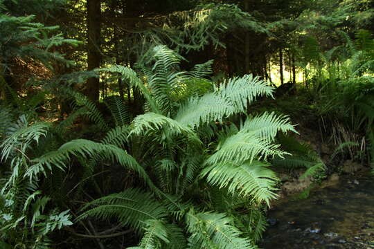 Image of ostrich fern