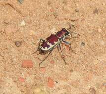 Image of Beautiful tiger beetle