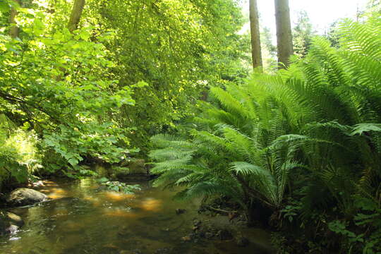 Image of ostrich fern