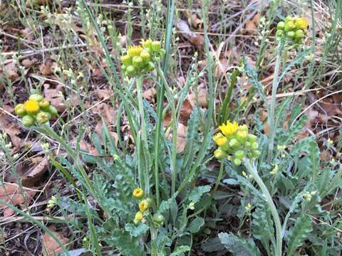 Image of Fendler's ragwort