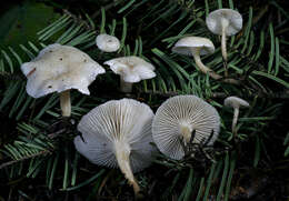 Imagem de Leucocybe candicans (Pers.) Vizzini, P. Alvarado, G. Moreno & Consiglio 2015