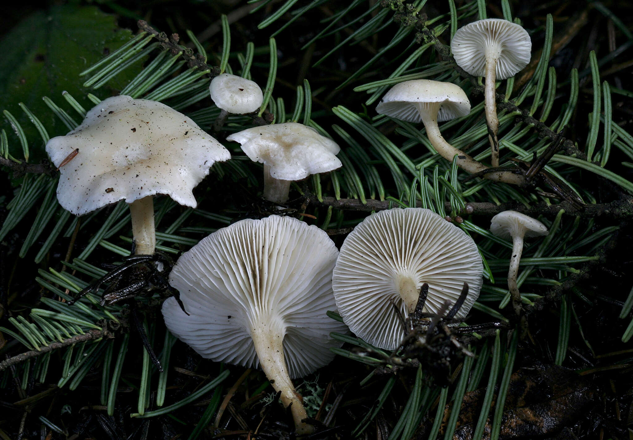 Plancia ëd Leucocybe candicans (Pers.) Vizzini, P. Alvarado, G. Moreno & Consiglio 2015