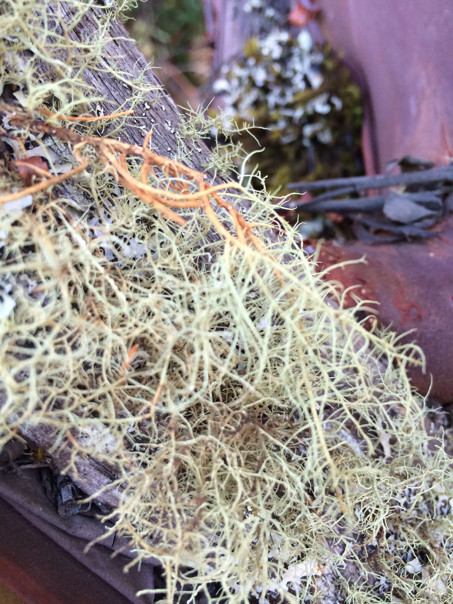 Image of beard lichen