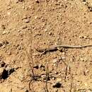 Image of Spotted Sand Lizard