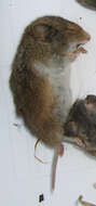 Image of Heather vole