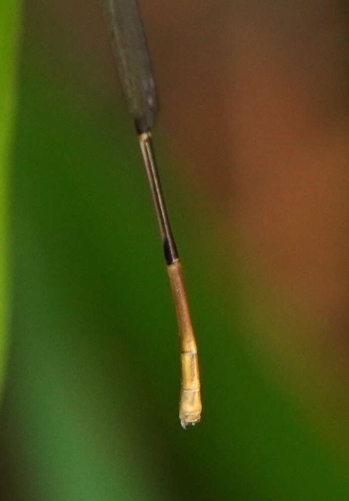 Image of Cream-tipped Swampdamsel